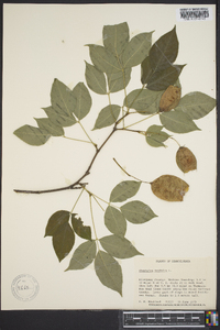 Staphylea trifolia image