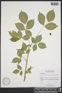 Staphylea trifolia image