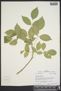 Staphylea trifolia image