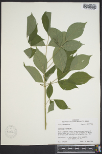 Staphylea trifolia image