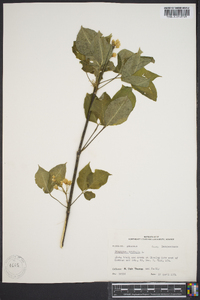 Staphylea trifolia image