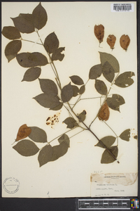 Staphylea trifolia image