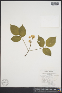 Staphylea trifolia image