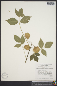 Staphylea trifolia image