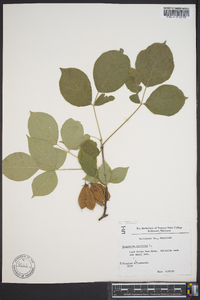 Staphylea trifolia image