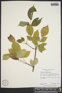 Staphylea trifolia image