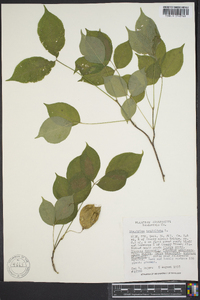 Staphylea trifolia image