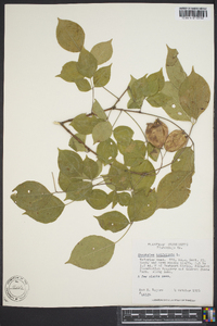 Staphylea trifolia image