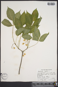 Staphylea trifolia image