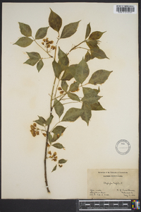 Staphylea trifolia image