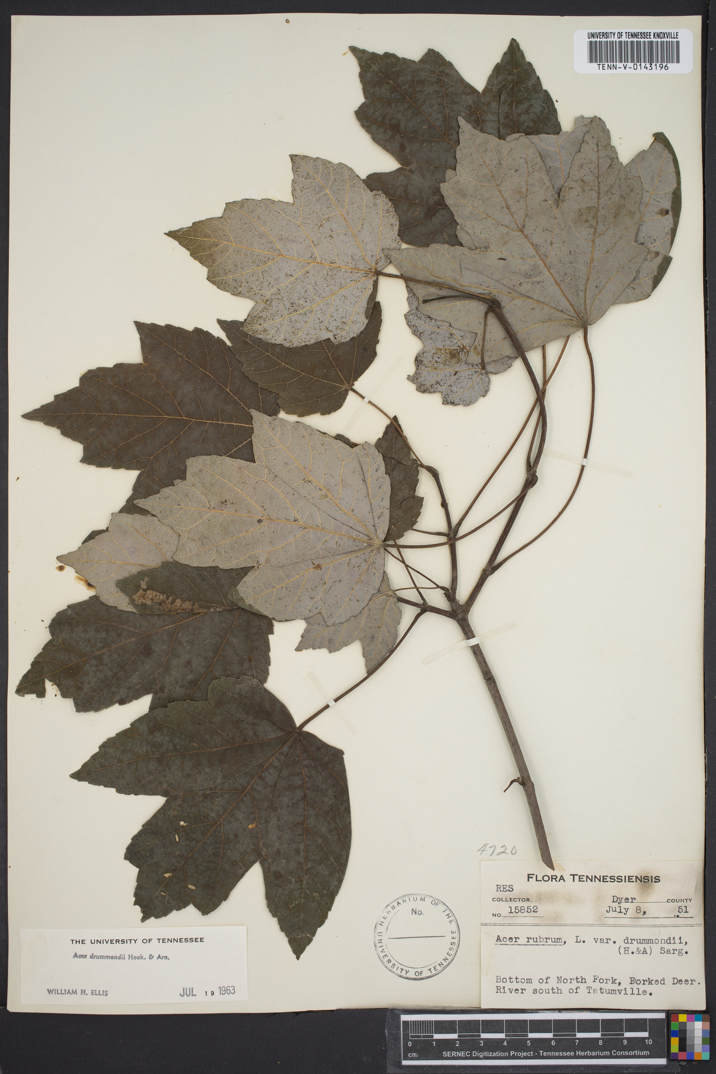 Acer drummondii image