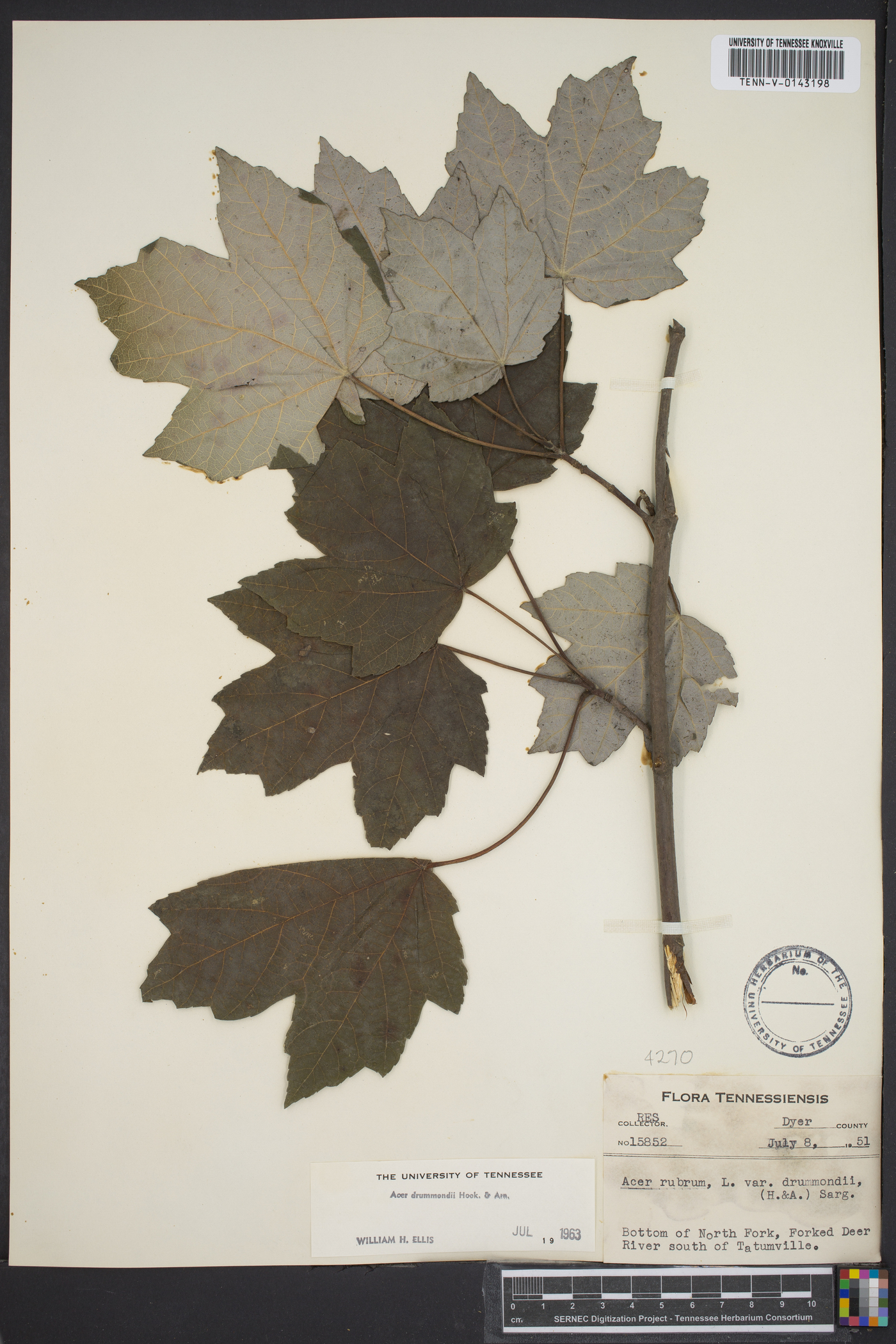 Acer drummondii image