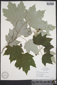 Acer drummondii image