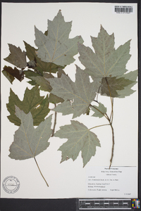 Acer drummondii image