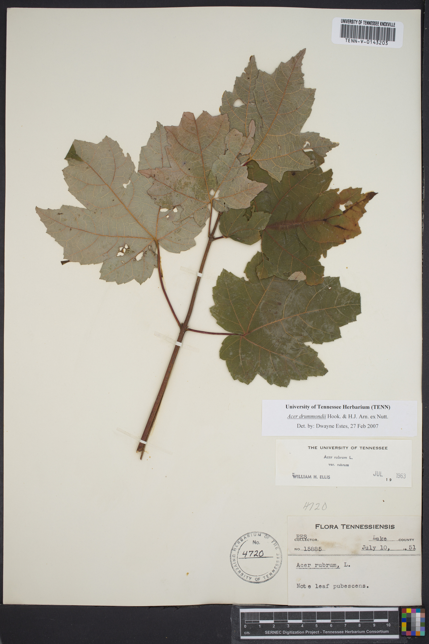 Acer drummondii image