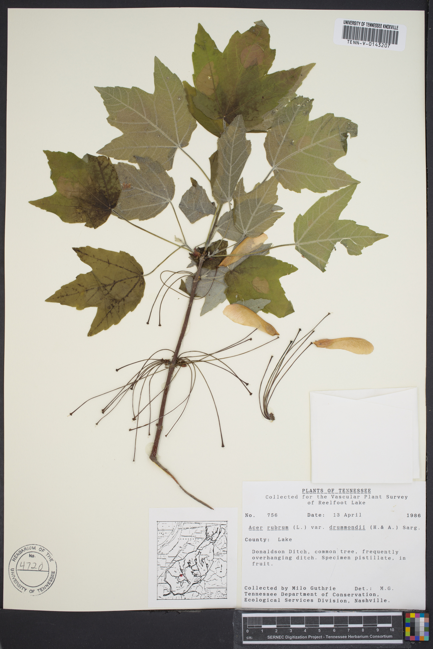 Acer drummondii image