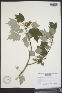 Acer drummondii image