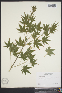 Acer palmatum image