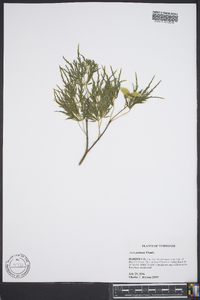 Acer palmatum image