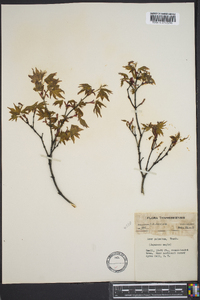 Acer palmatum image