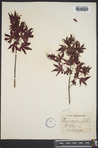 Acer palmatum image