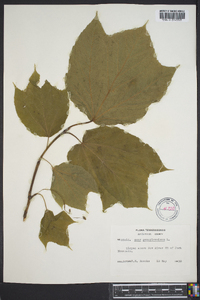 Acer pennsylvanicum image