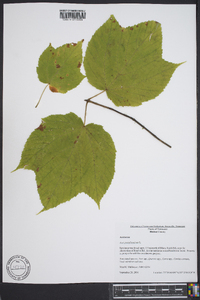 Acer pennsylvanicum image