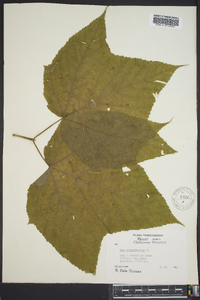 Acer pennsylvanicum image