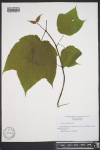 Acer pennsylvanicum image