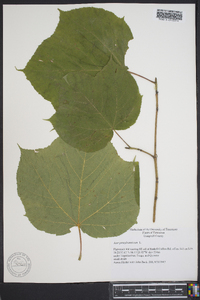 Acer pennsylvanicum image