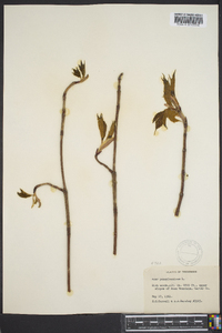 Acer pennsylvanicum image