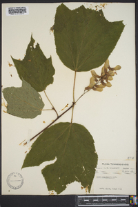 Acer pennsylvanicum image