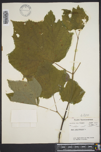 Acer pennsylvanicum image