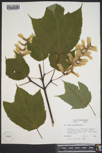 Acer pennsylvanicum image