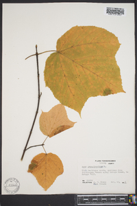 Acer pennsylvanicum image