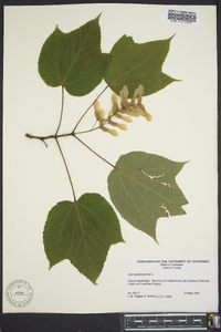 Acer pennsylvanicum image