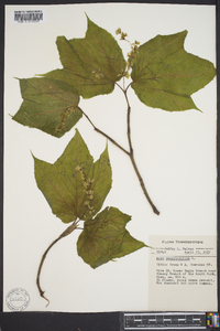 Acer pennsylvanicum image