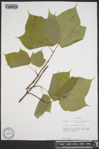 Acer pennsylvanicum image