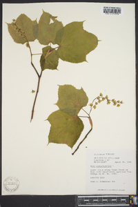 Acer pennsylvanicum image