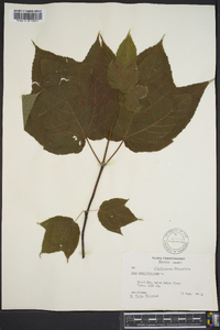 Acer pennsylvanicum image