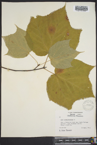 Acer pennsylvanicum image