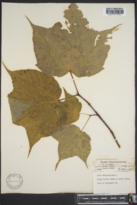 Acer pennsylvanicum image