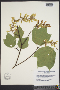 Acer pennsylvanicum image