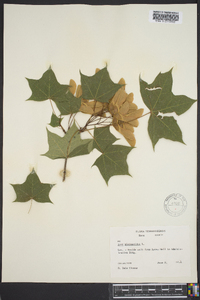 Acer platanoides image