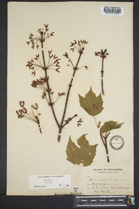 Acer rubrum var. rubrum image