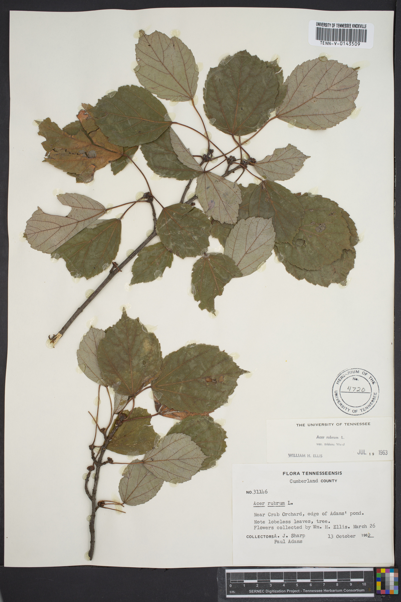 Acer rubrum var. tridens image