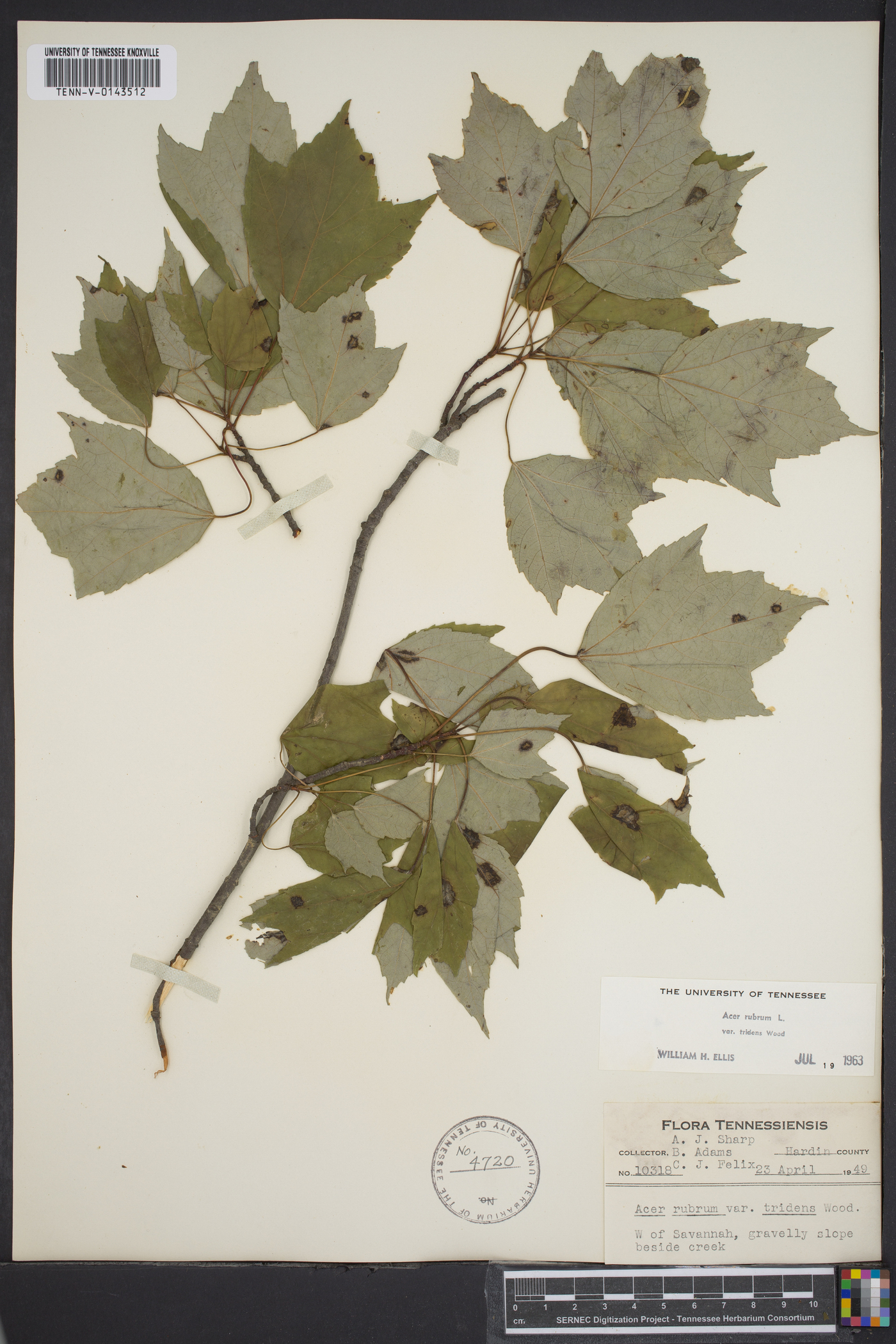 Acer rubrum var. tridens image