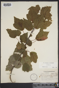 Acer rubrum var. tridens image