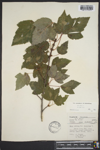 Acer rubrum var. trilobum image