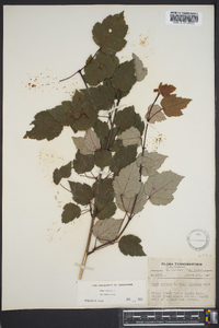 Acer rubrum var. trilobum image